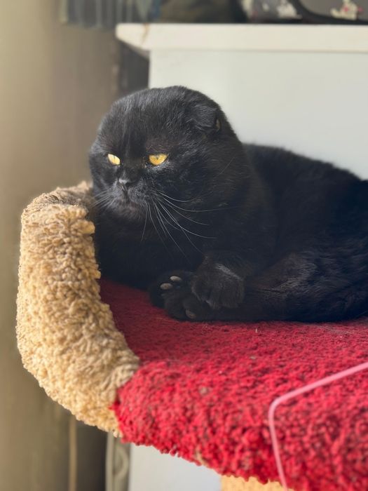 Отдам шотландский кота!