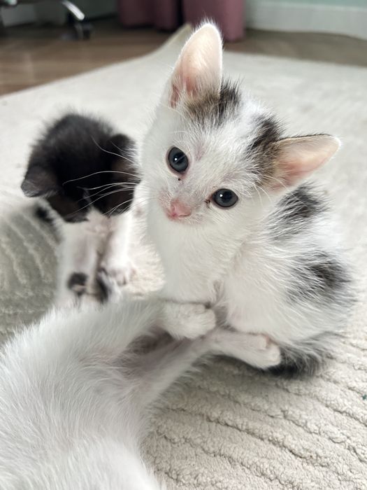 Отдалим в добрые котяи