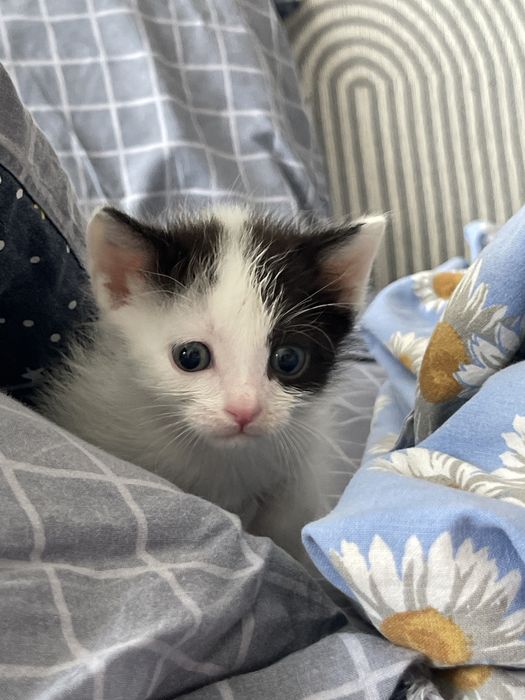 Котенок мальчик.Чистый ,ласковый