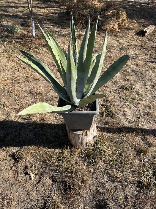 Aloe Agava matură 8 ani