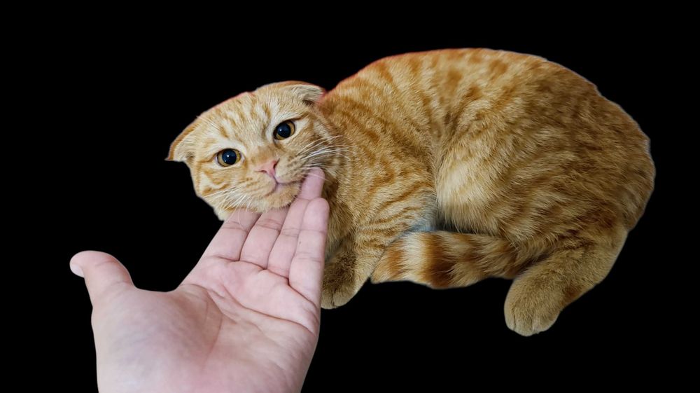 Вислоухая котёнок