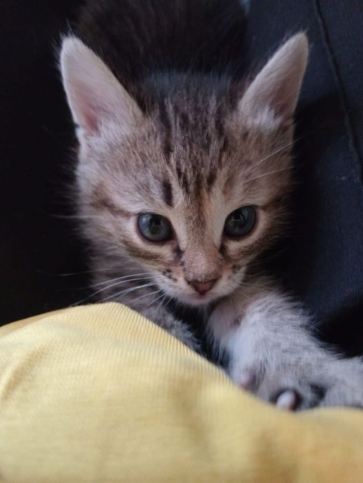 Котята, отдам в добрые руки