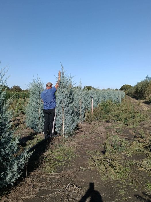 Vând plante ornamentale diferite specii și dimensiuni