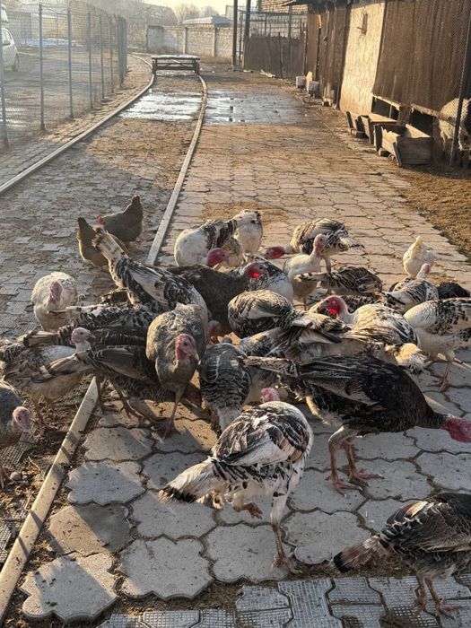 Kurka индюк sotiladi, so’yib beriladi