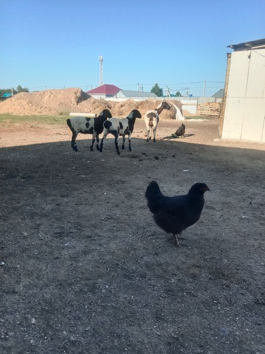 Продам кур полу брама