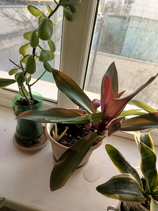 цветы комнатные и лечебные