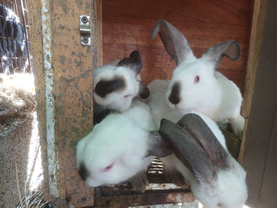 Iepurași de vânzare