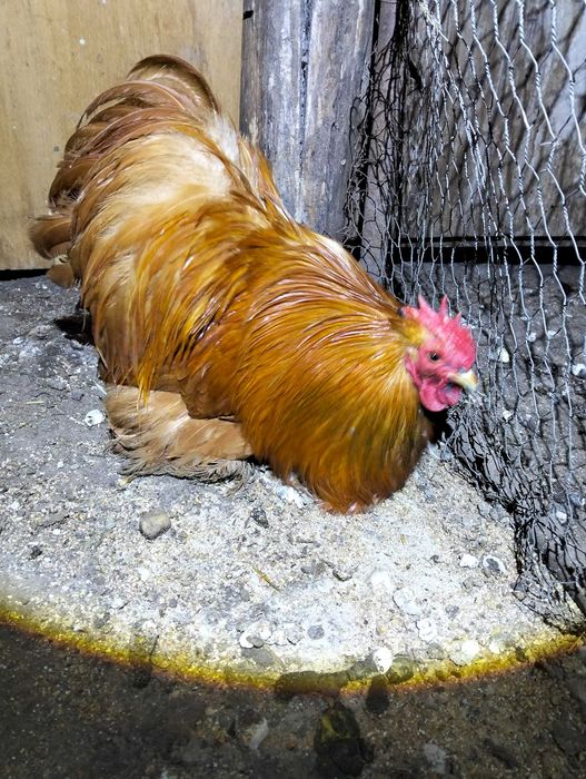 Vand sau schimb,cocos Cochinchina pitic!