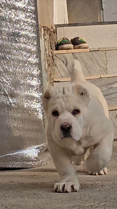 Alabay, 1yil2oylik tyaj 85kg