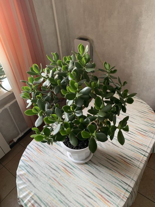 Крассула домашнее растение