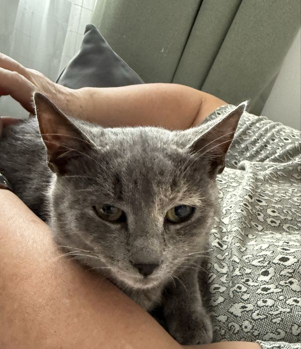 Нежно коте, кастрирано, безплатно