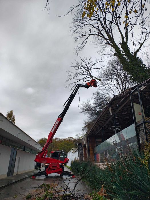 Премахване на опасни дървета