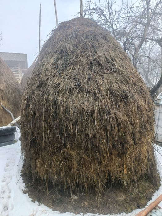 Fan de vânzare producție 2025