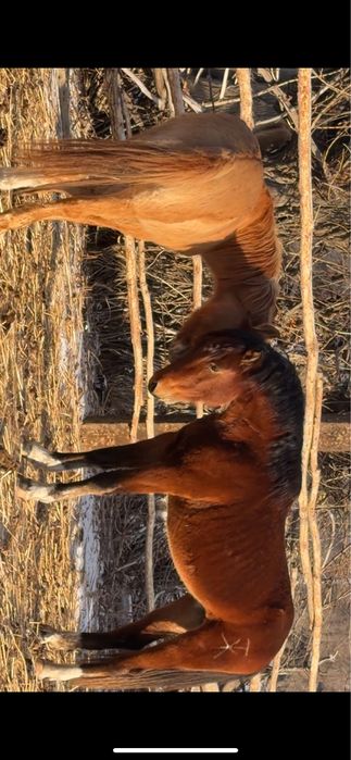 Айгыр жеребец айғыр