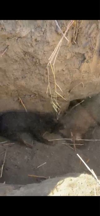 Ягдтерьер , только ВЯЗКА!!!