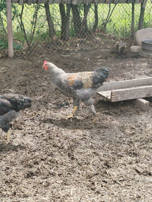 Vând mai mulți cocosi