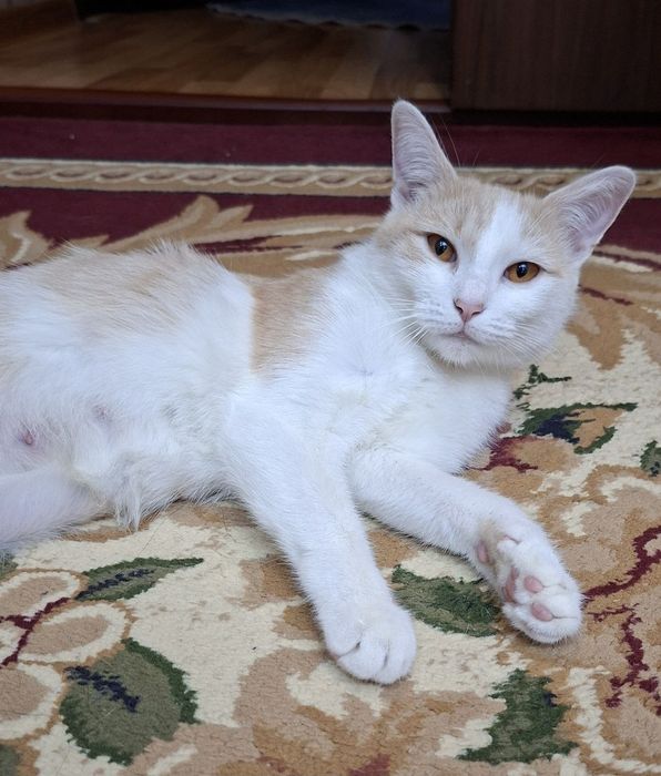 Кошка 1,5 года домашняя