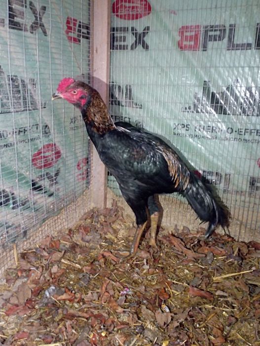 Сотилади дакан хуроз