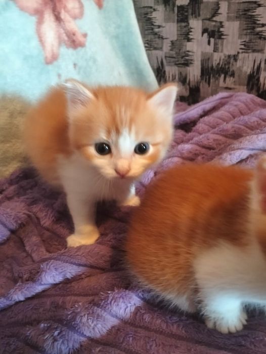 Отдам котят срочно мальчики