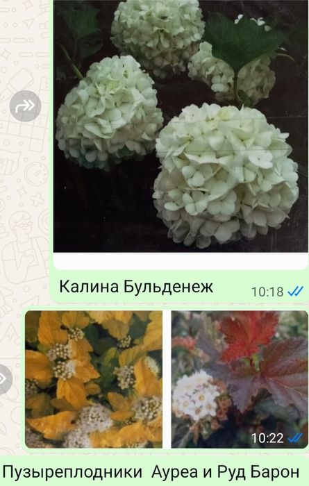 Дубовые и можевеловые веники.