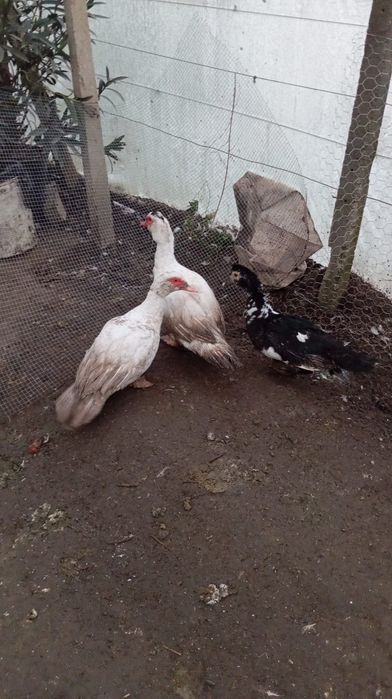 Vând rațe 180 lei toate sau 70 de lei bucata si 90 rățoiul