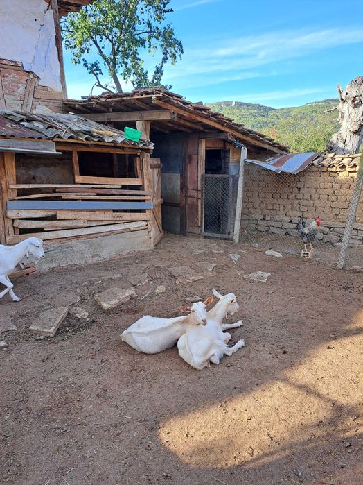 Продавам млади коз,заплодени