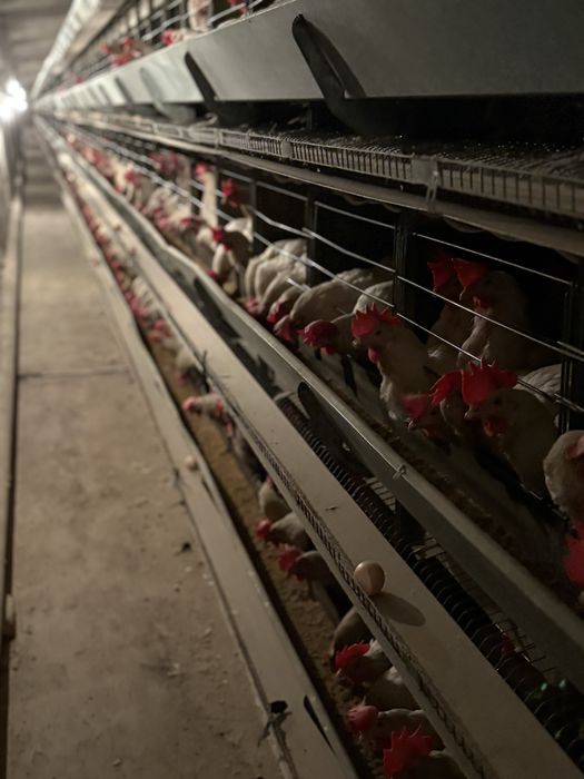 Несушка корал и уайт