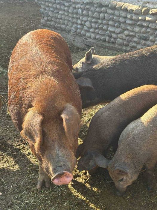 Свиньи 4 месяца.