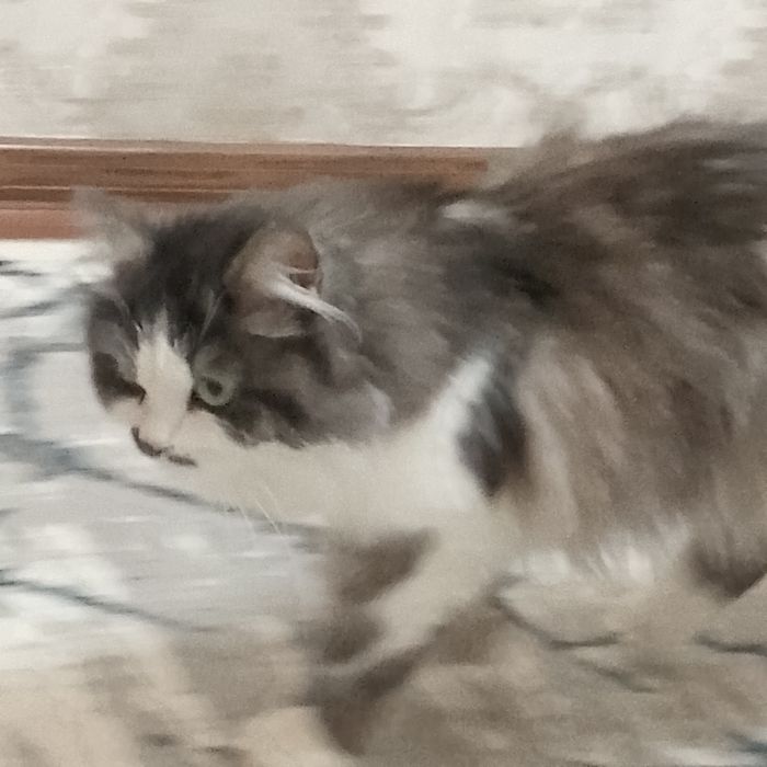 Shoshilinch! Premium uzun junli mushuk sotiladi

Juda chiroyli, opp