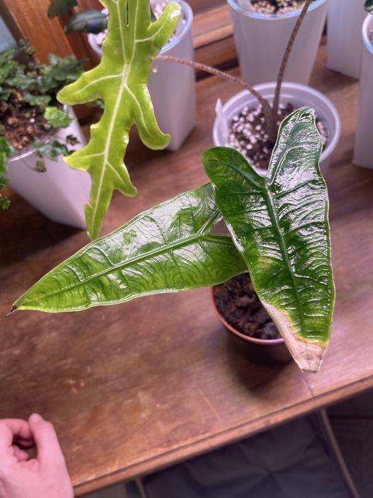 Алоказия Ретикулата (Alocasia reticulata)