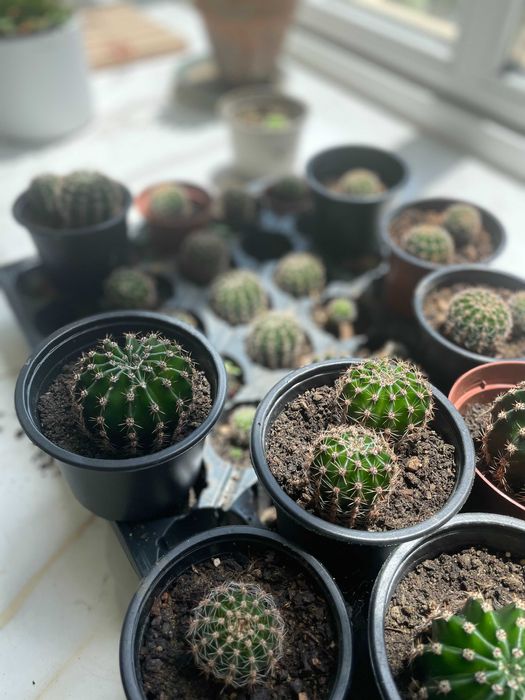 Различни кактуси в саксия по избор. Кактусите са цъфтящи.