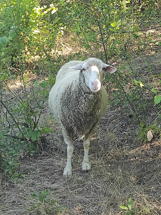Oi de rasă de vânzare