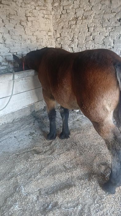 De vânzare mânz de 7 lunii