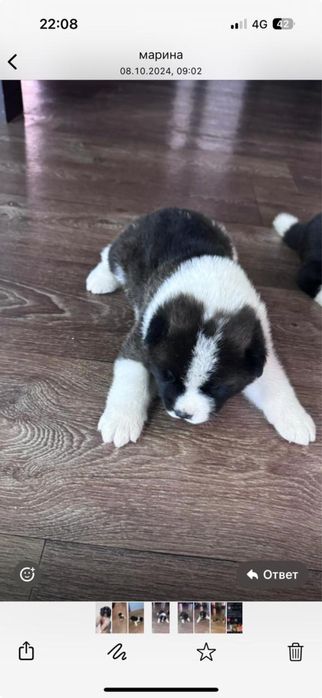 Щенки американской акиты