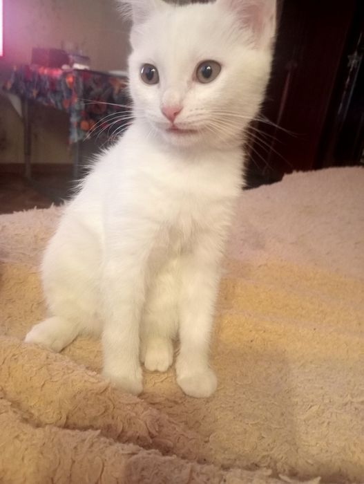 Котенок - девочка ищет  себе новый дом.