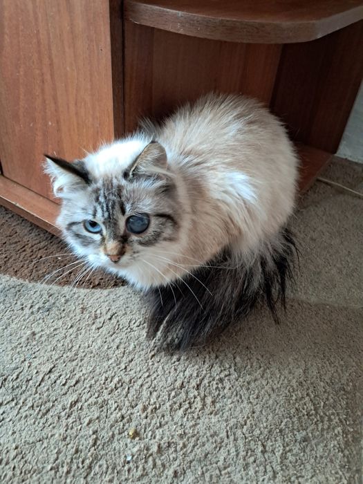 В добрые руки. Ищем новый дом