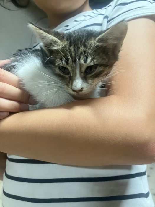 Отдам котёнка в добрые руки