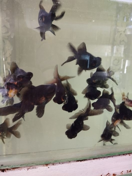 Телескопы и сомики