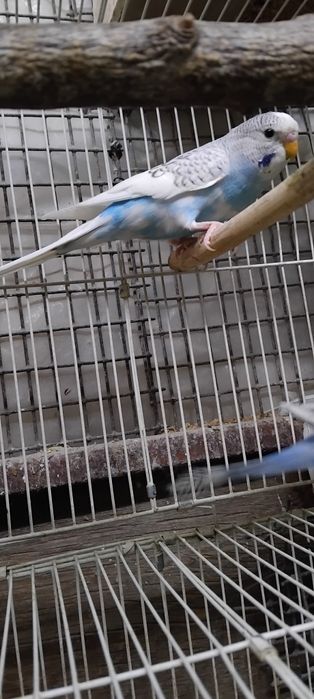 Тайор кушлар соглом