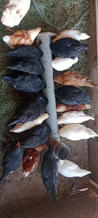 Сатуда балапандар бар