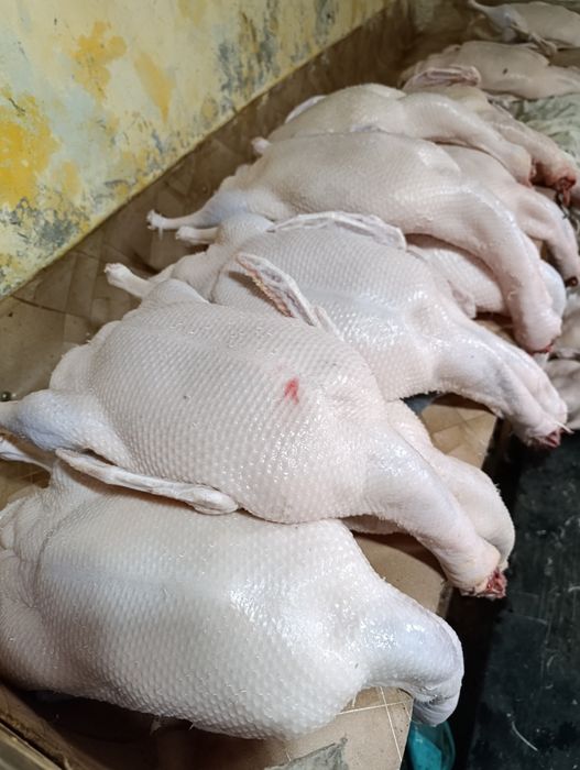 Утки, бройлер, утки