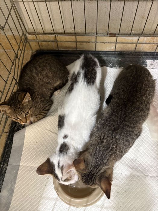 Pui de 2-3 luni pentru adoptie