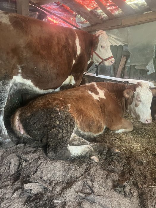 Vand vaci baltate destante