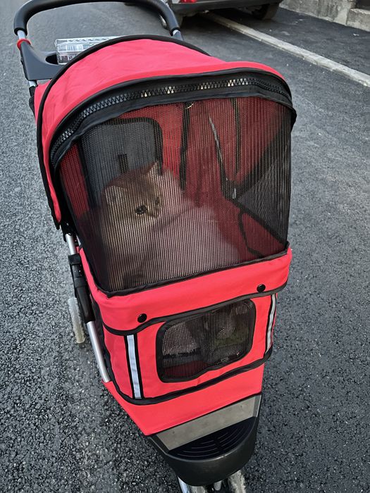 Carut caini sau pisici max 12 kg