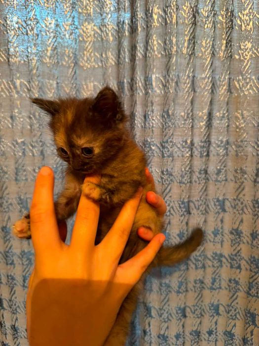 Отдам СРОЧНО котят!!!