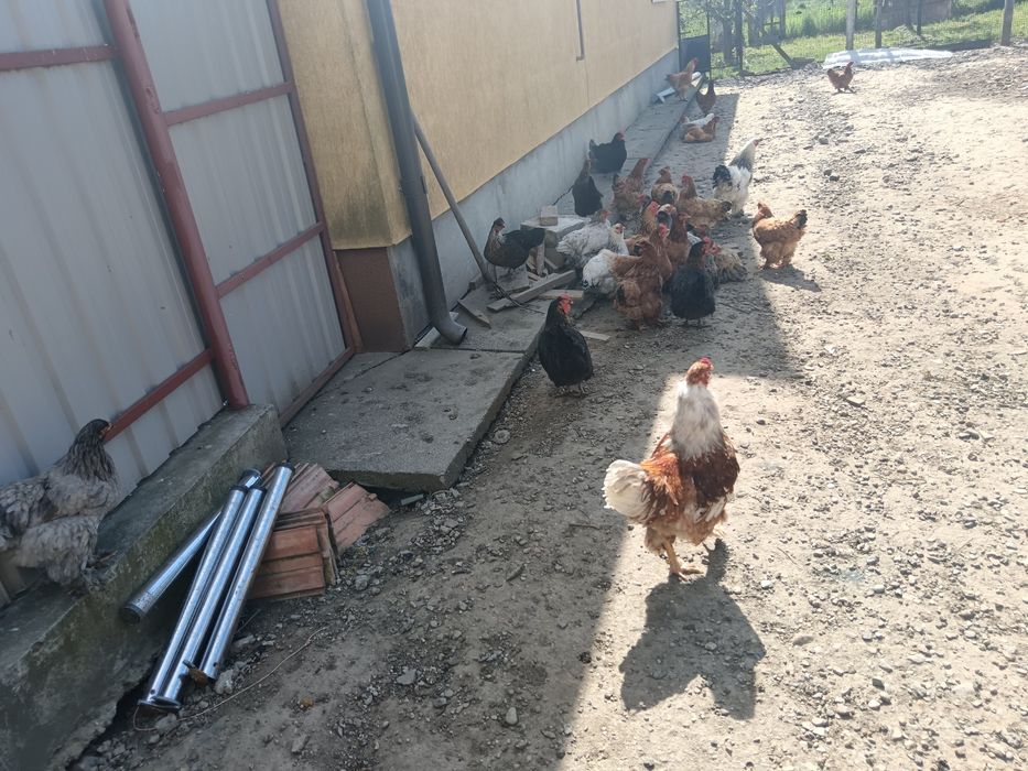 Se Vind Găini De Casă