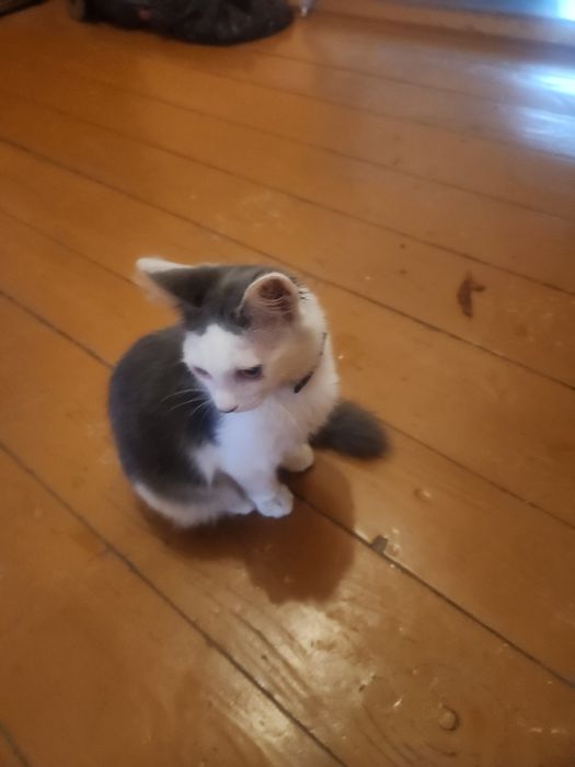 Отдам котенка бесплатно, мальчик