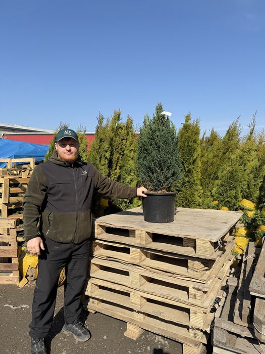 Саженцы, озеленение