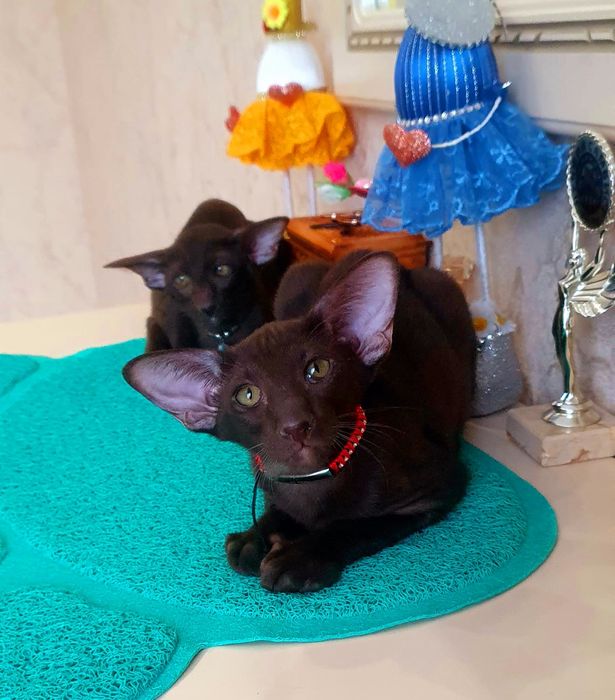 Короткошерстные Ориентальные котята