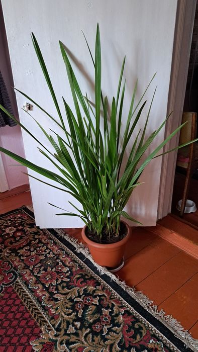 Цветы комнатные разные